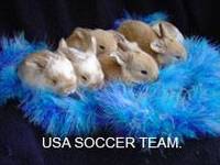 usasoccer