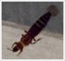 bug